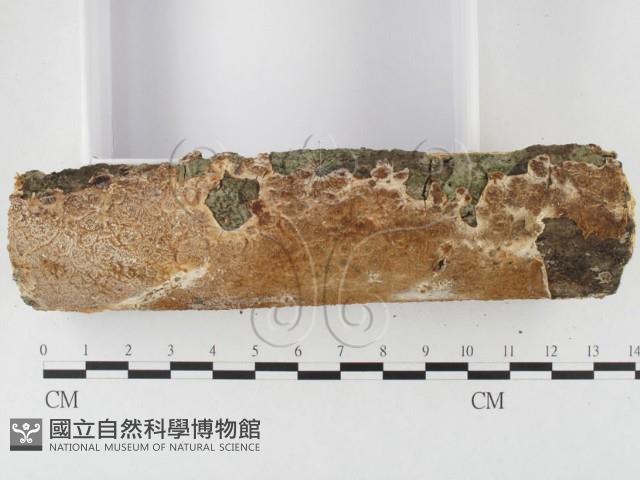 登錄號:F0026821藏品圖，第3張