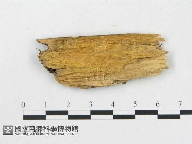 登錄號:F0016821藏品圖，第3張