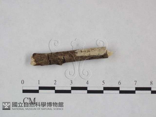 剛毛絲皮菌藏品圖，第3張