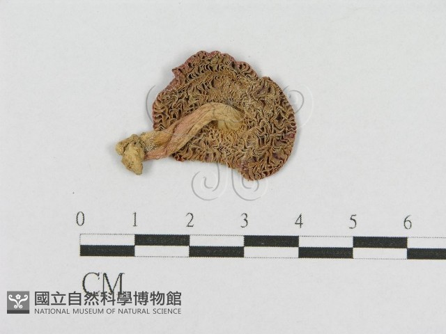 登錄號:F0001821藏品圖，第3張