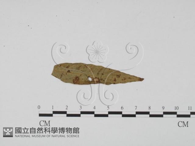 登錄號:F0011821藏品圖，第3張