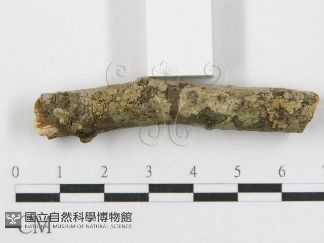 筍殼菌屬藏品圖，第3張