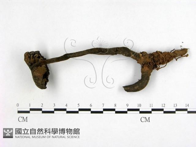 假芝屬藏品圖，第3張