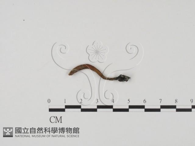 登錄號:F0009821藏品圖，第3張