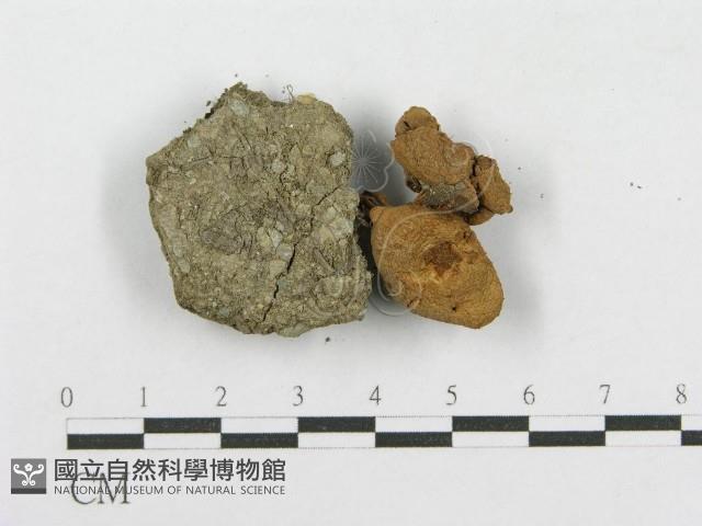 登錄號:F0003821藏品圖，第3張