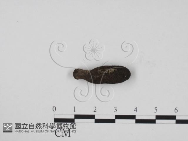 炭角菌屬藏品圖，第3張