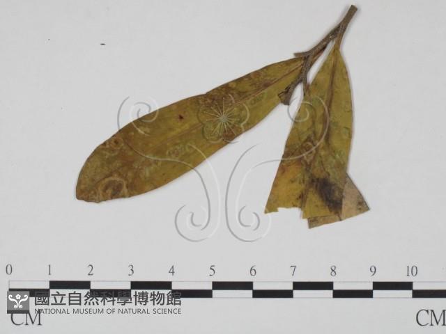 登錄號:F0018921藏品圖，第3張