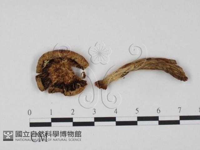 登錄號:F0021921藏品圖，第3張