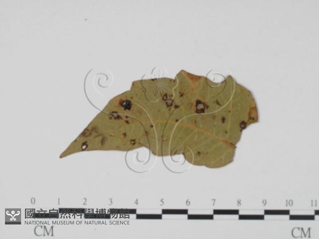 登錄號:F0011921藏品圖，第3張