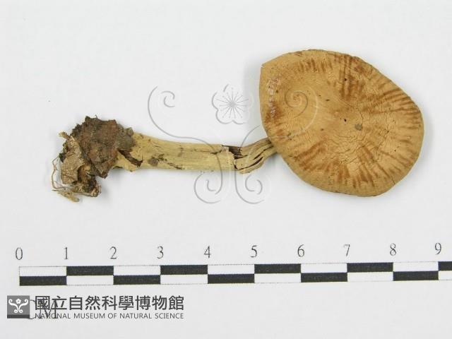 登錄號:F0004921藏品圖，第3張