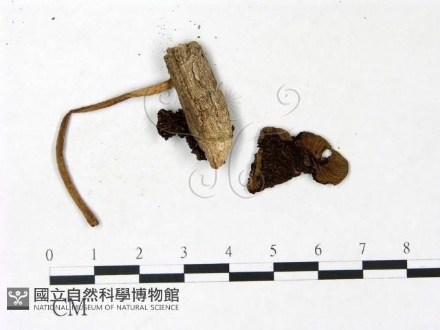 鬼傘屬藏品圖，第3張