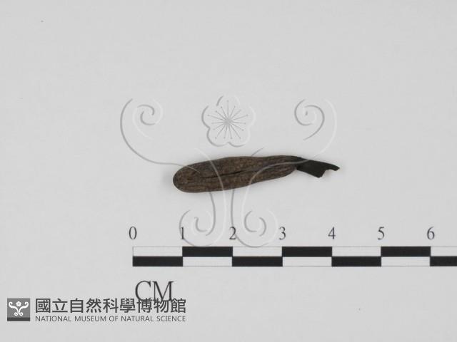 炭角菌屬藏品圖，第3張