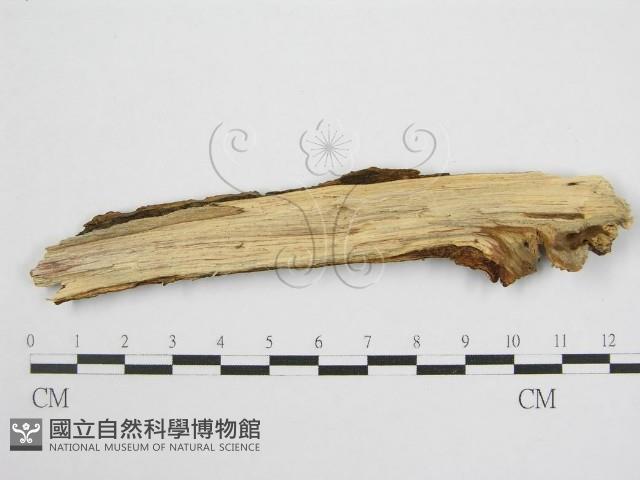 登錄號:F0012921藏品圖，第3張