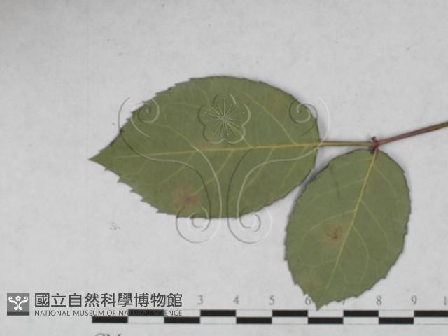 登錄號:F0027921藏品圖，第1張