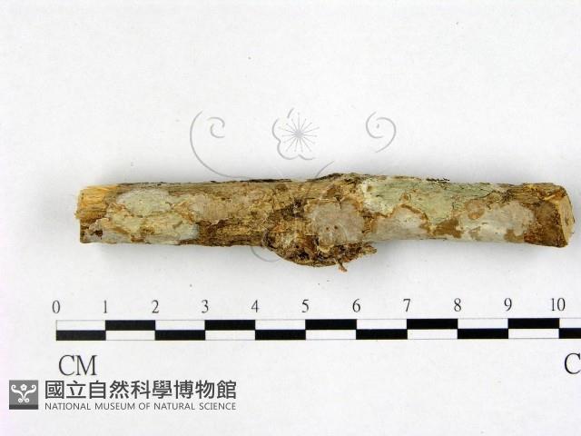 登錄號:F0007921藏品圖，第3張