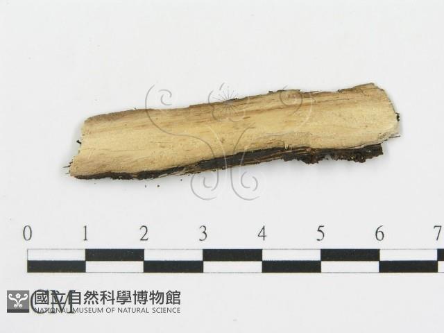 筍殼菌屬藏品圖，第3張