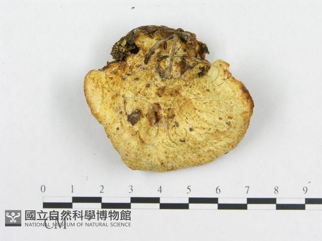 登錄號:F0005921藏品圖，第3張