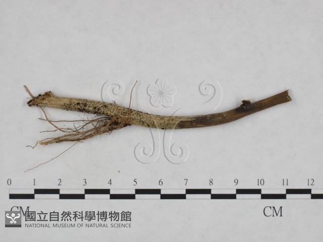 登錄號:F0023921藏品圖，第3張