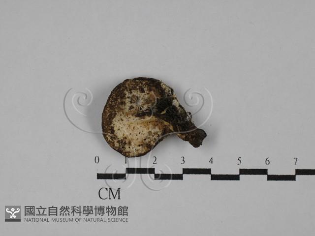 登錄號:F0028621藏品圖，第3張