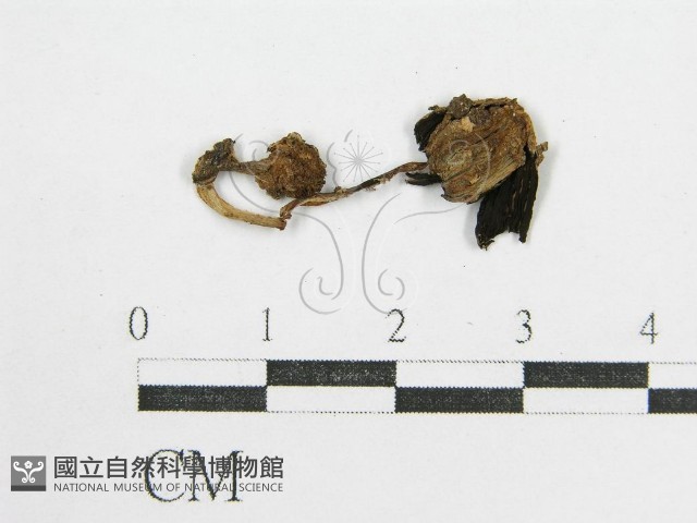 鬼傘屬藏品圖，第3張