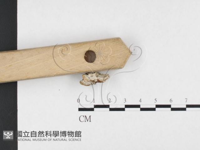 寡孔菌屬藏品圖，第3張