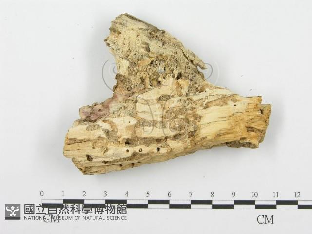 登錄號:F0001621藏品圖，第3張