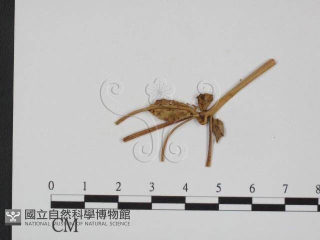 登錄號:F0011621藏品圖，第3張
