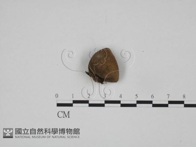 登錄號:F0024621藏品圖，第3張