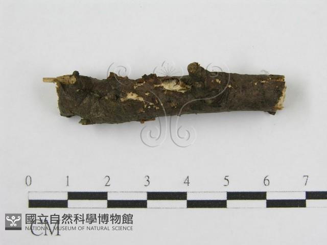 登錄號:F0004621藏品圖，第3張