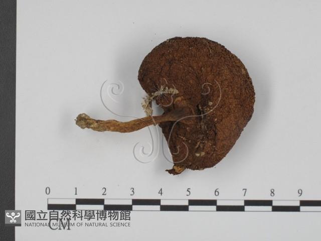 登錄號:F0014621藏品圖，第3張
