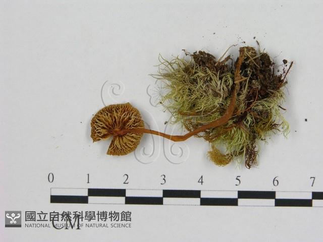 小菇屬藏品圖，第3張