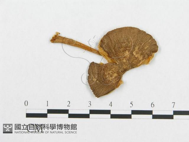 登錄號:F0012621藏品圖，第3張