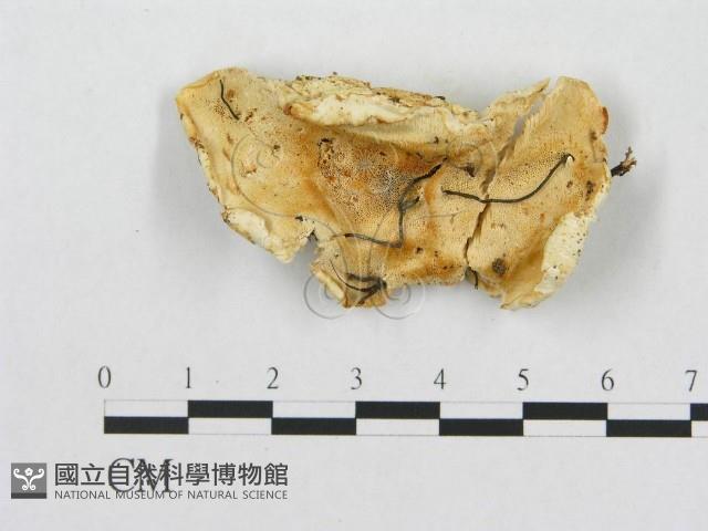 登錄號:F0009621藏品圖，第3張