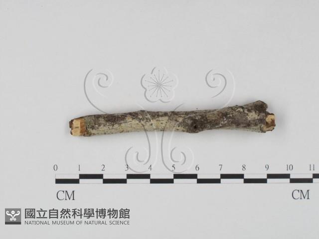 登錄號:F0023621藏品圖，第3張