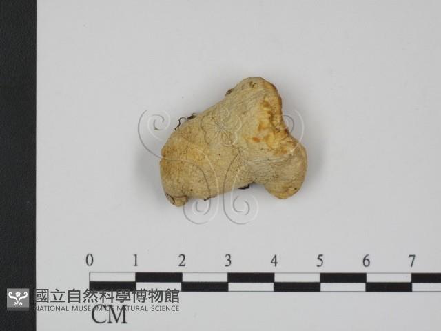 登錄號:F0003621藏品圖，第3張