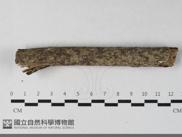 登錄號:F0033621藏品圖，第3張