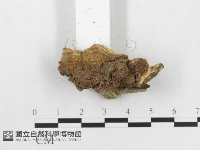 登錄號:F0020421藏品圖，第3張