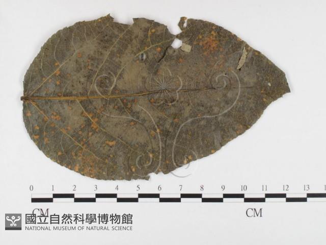 登錄號:F0026421藏品圖，第1張