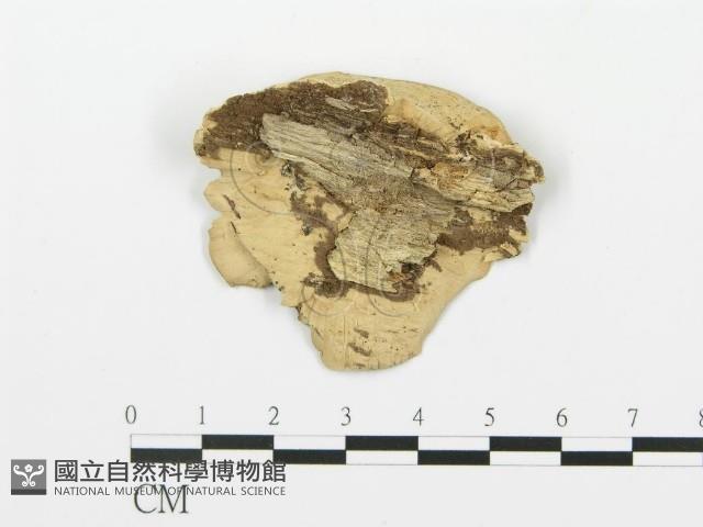 登錄號:F0006421藏品圖，第3張