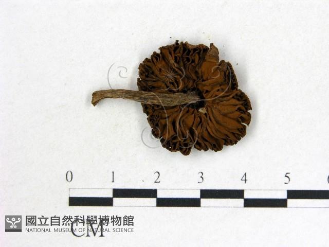 登錄號:F0016421藏品圖，第3張