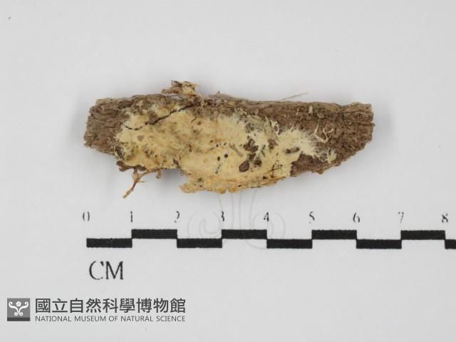 顯絲菌屬藏品圖，第3張