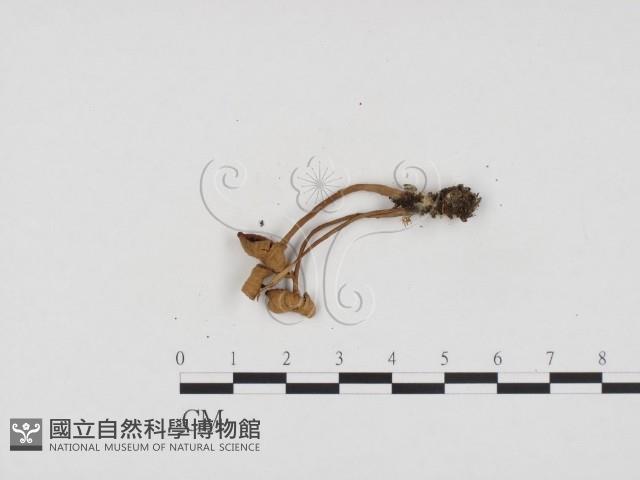 登錄號:F0024421藏品圖，第3張