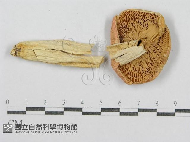 紅菇屬藏品圖，第3張