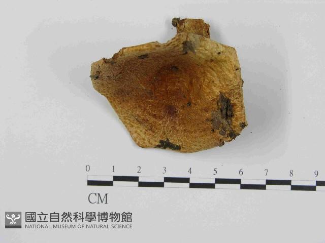 登錄號:F0014421藏品圖，第3張