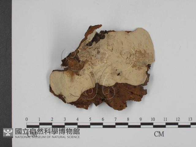 登錄號:F0002421藏品圖，第3張