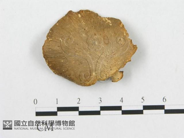 登錄號:F0012421藏品圖，第3張