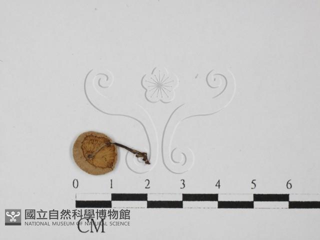 登錄號:F0027421藏品圖，第3張