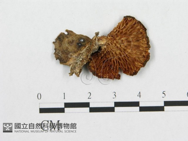 登錄號:F0017421藏品圖，第1張