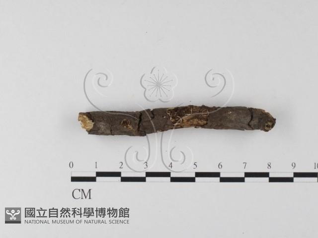 登錄號:F0025421藏品圖，第3張
