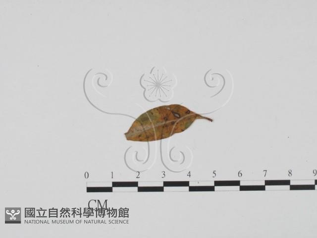 登錄號:F0019421藏品圖，第3張